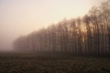 Bagno o wschodzie słońca z drzewami we mgle © KoLesfot