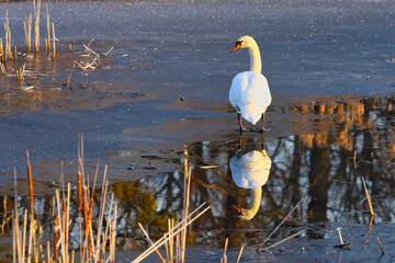 Łabędź niemy piękny ptak w naturalnym środowisku z lustrzanym odbiciem w wodzie © KoLesfot