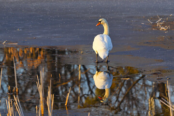 Łabędź niemy piękny ptak w naturalnym środowisku z lustrzanym odbiciem w wodzie © KoLesfot