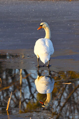 Łabędź niemy piękny ptak w naturalnym środowisku z lustrzanym odbiciem w wodzie © KoLesfot