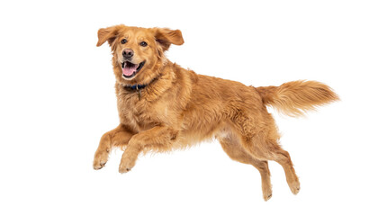 Shaggy golden-brown dog energetically jumping with a happy expression and dark collar, isolated on transparent background © Marie