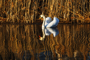 Łabędź niemy piękny ptak w naturalnym środowisku z lustrzanym odbiciem w wodzie © KoLesfot