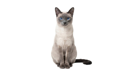 Siamese cat with blue eyes and dark points sitting calmly, isolated on transparent background © Marie