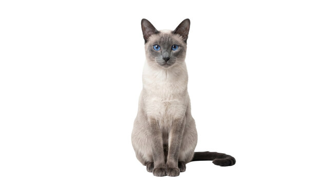 Siamese cat with blue eyes and dark points sitting calmly, isolated on transparent background