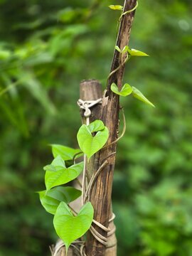 Dioscorea polystachya or Chinese yam (simplified Chinese: 山药; traditional Chinese: 山藥), also called cinnamon-vine, is a species of flowering plant in the yam family. 