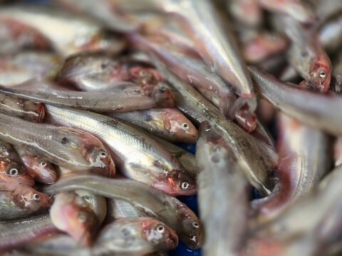 Butterfish and pabda fish neatly displayed for sale in a traditional Bangladeshi market.