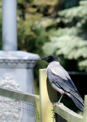 Obraz premium Raven perched gracefully on a wooden fence in sunny park setting