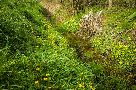 Celandine Flowers