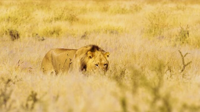 Full body close up of a Male Lion Panthera leo walking with a spine of Porcupine stabbed on his Mouth.
