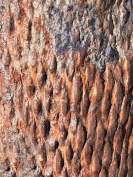 Lepidodendron wood of an ancient plant. fossilized plant. texture of a fossilized plant Lepidodendrales