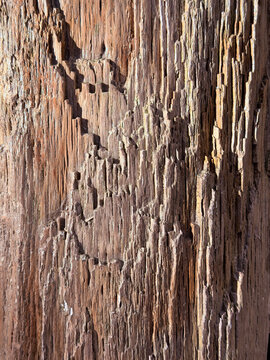 Xenoxylon wood of an ancient plant. fossilized plant, latiporosum