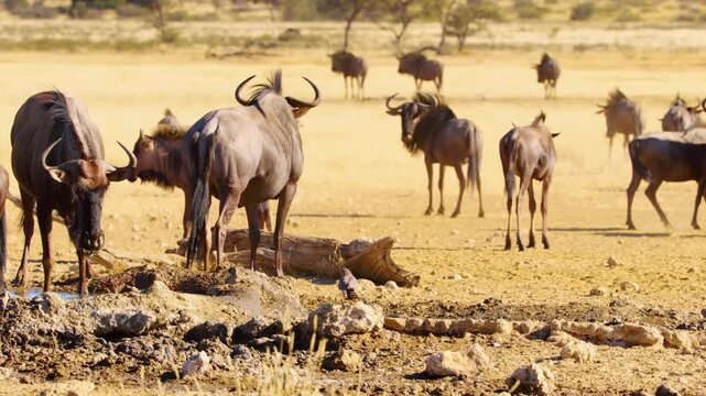 Slow motion footage of blue wildebeest drinking water from a waterhole in Savanah