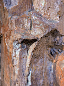 Circoporoxylon wood of an ancient plant. fossilized plant. texture of a fossilized plant Pinales