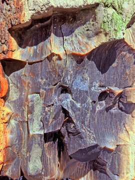 Podocarpoxylon wood of an ancient plant. fossilized plant. texture of a fossilized plant Podocarpaceae