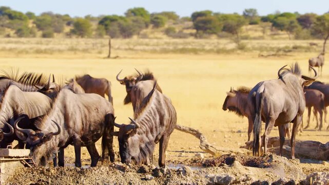 Slow motion footage of blue wildebeest drinking water from a waterhole in Savanah