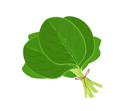 Bunch of fresh green spinach leaves isolated on white background.  Vector cartoon flat illustration. Simple icon