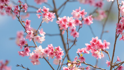 Obraz premium Pink cherry blossoms against clear blue sky, Okinawa winter sakura 青空に映える沖縄の寒緋桜