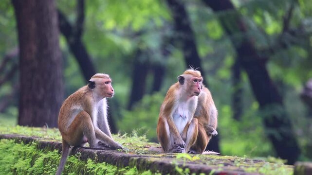 Family of Macaque Monkeys Relax in a Lush Green Forest Environment: A Baby Monkey Embraces its Mother, While Another Sits Nearby. Sri Lanka island in Asia.