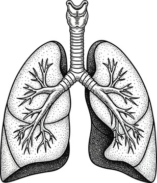 a detailed anatomical illustration showcases the human lungs their branching airways and the trachea presented in a vintage style high quality