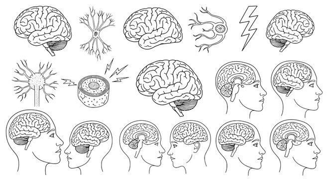 Brain human anatomy set with detailed illustrations of organ and nervous system, including various views and cross-sections in black line art style