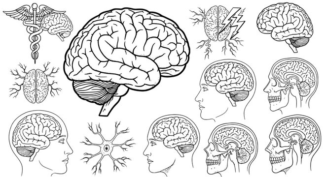 Brain human anatomy set with detailed illustrations of various views and related medical symbols featuring illustration, drawing, diagram with