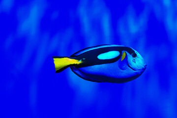 Paracanthurus hepatus fish swims in a blue ocean water environment near coral reef habitat during daytime © ir1ska