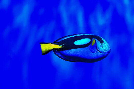 Paracanthurus hepatus fish swims in a blue ocean water environment near coral reef habitat during daytime