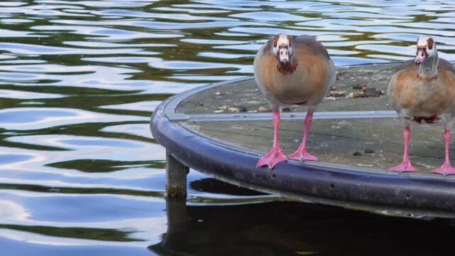 Egyptian goose walking on floating platform over calm water surface