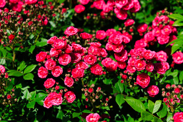 Fototapeta premium Bright rose red flowers bloom in a sunny garden filled with green leaves during springtime
