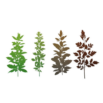 Three different types of cannabis plants shown side by side
