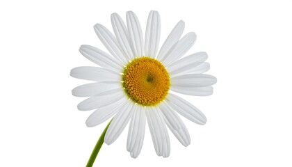 Fototapeta premium Close-up of a single daisy with white petals and a bright yellow center against a white backdrop