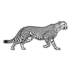 Obraz premium Cheetah line art illustration. Fast wild cat hand drawn sketch vector, isolated on white background.