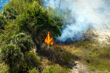 Florida forest fire burns through vegetation in dry weather, with visible flames and smoke rising into the sky © bilanol