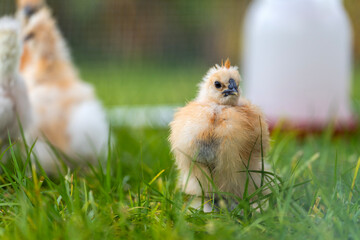 Silkie chicks in free range chicken coop. Poultry hen house with green grass in backyard garden © bilanol