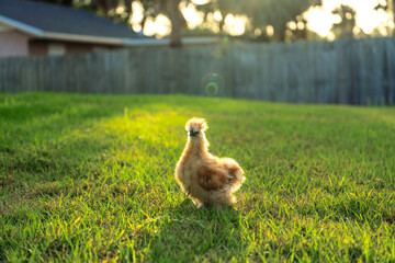 Young chicks grazing on green grass in backyard garden © bilanol