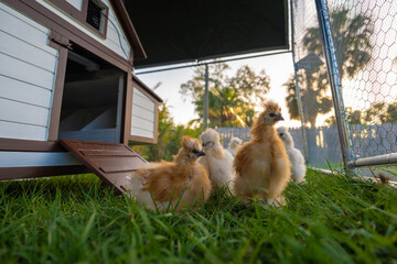 Young chicks in chicken coop with green grass on yard garden. Raising organic chicken on home backyard © bilanol