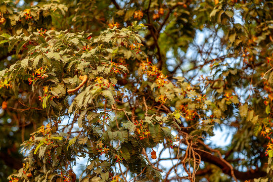 A close view of tamarind branches shows delicate yellow flowers and small developing pods among green leaves, highlighting early fruiting stage in warm natural sunlight.