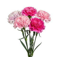 Fototapeta premium Pink and white carnations with green stems isolated on a transparent background flowers