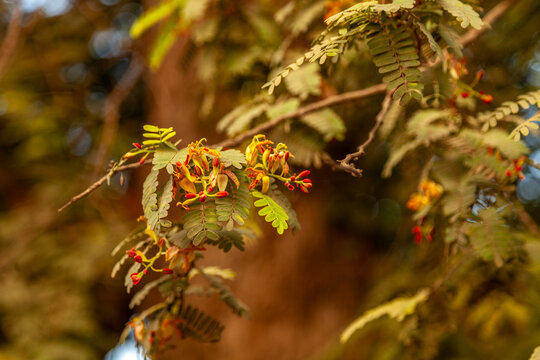 Closeup of tamarind tree flowers and leaves reveals fine textures and vibrant colors in warm light, highlighting seasonal bloom and intricate natural patterns in outdoor setting.