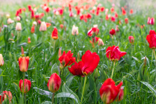 Campo fiorito di tulipani rossi in primavera