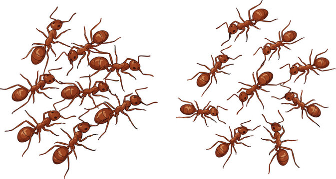 Ants collection with detailed realistic insect illustrations, crawling red ants group in different poses, nature wildlife vector set isolated on white background