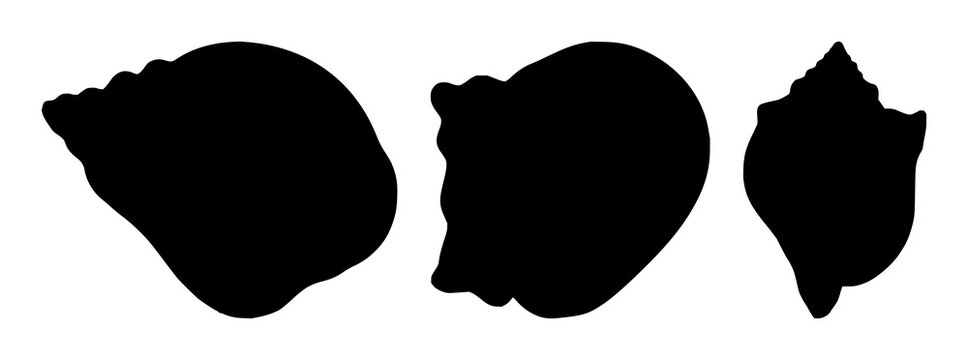 Conch shell set with elaborate elegant silhouette drawing in rich black silhouette featuring ocean, marine, tropical with line art and illustration
