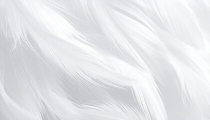 Obraz premium Close up of white feathers texture background with soft airy appearance