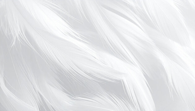 Close up of white feathers texture background with soft airy appearance