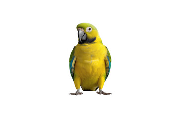 Fototapeta premium Colorful yellow parrot bird standing with transparent background
