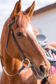Close-up of a chestnut horse head with a white star mark, wearing a leather bridle and snaffle bit, standing outdoors near a stable. Equus ferus caballus, equestrian equipment, daytime.