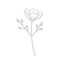 Obraz premium Elegant Line Art Illustration of a Delicate Flower with Buds on a White Background