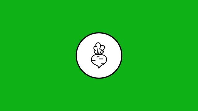 A motion graphic animation of beetroot vegetable icon, video footage with greenscreen background.