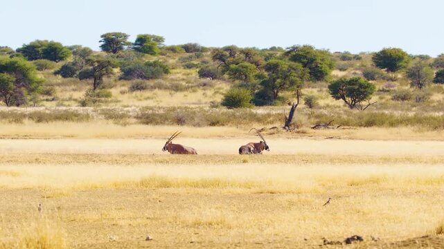 A wide angle footage of two Gemsboks (Oryx gazella) Sitting in grass of Savanah