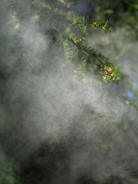 Nichts f&uuml;r Allergiker, Pollenflug der bl&uuml;hende Eibe &Auml;ste von Europ&auml;ischer Eibe (Taxus baccata) im Park